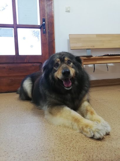 Frizerie canină HoneyGroom Strada Gării 496